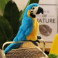 Cute Parrot Plushies