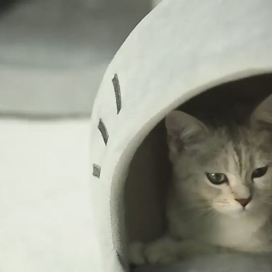 A video of the cute cat cave.