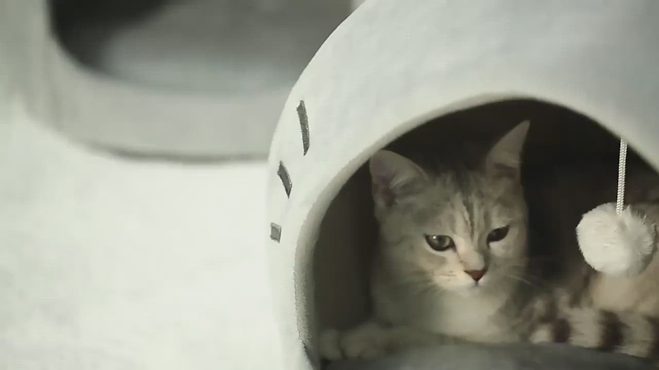 A video of the cute cat cave.